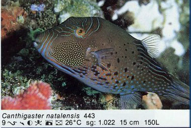 Canthigaster natalensis